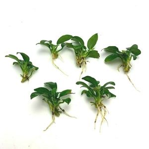 Lot of 6 Anubias Nana Petite Aquarium Plants